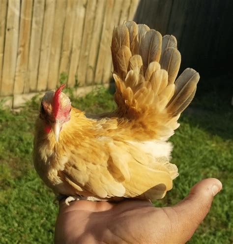 HOW TO RAISE CHICKS EASY Baby Chicken Care 101 Egg Laying. . Kikiriki chickens